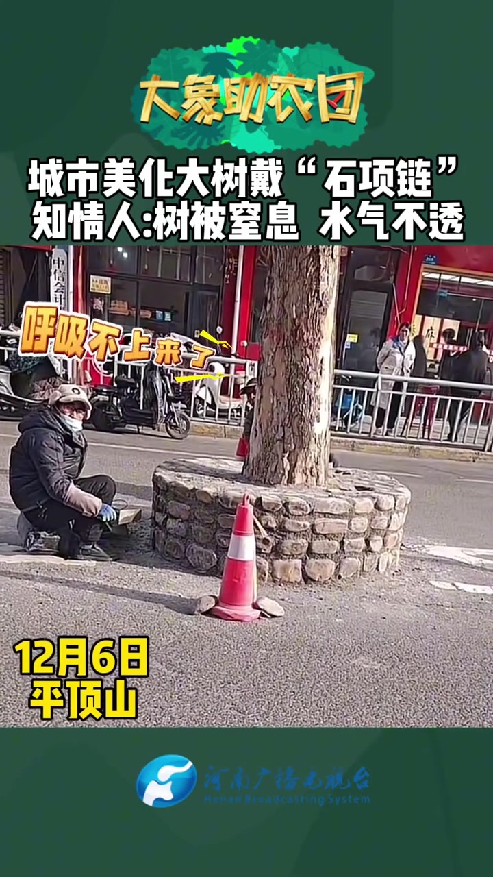 美化大树被戴上“石项链”，没有水气很窒息