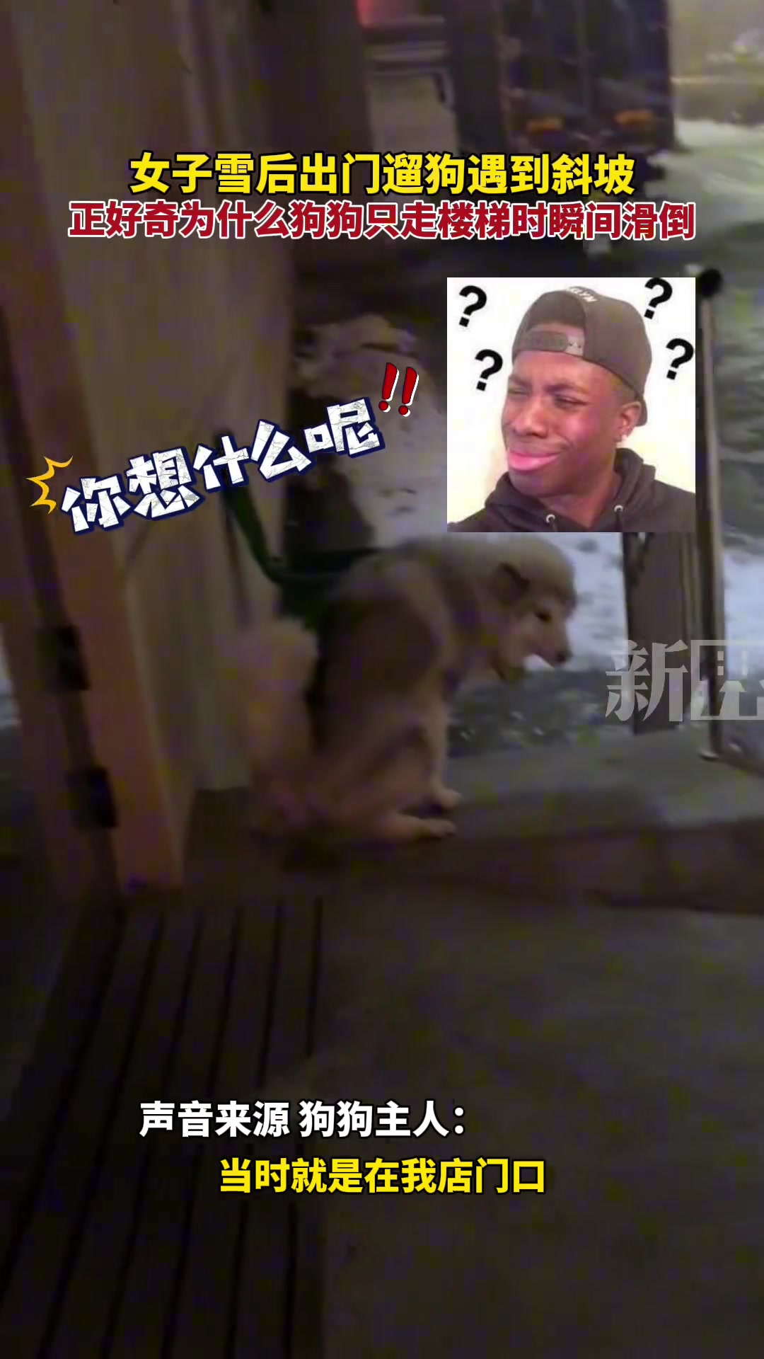 女子雪后出门遛狗遇到斜坡正好奇狗狗为什么只走楼梯时自己就滑倒