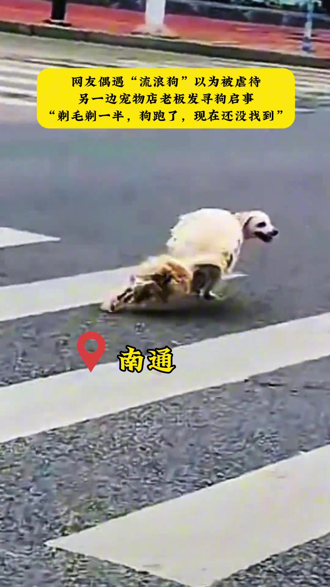 宠物店老板发寻狗启事“剃毛剃一半，狗跑了，现在还没找到”