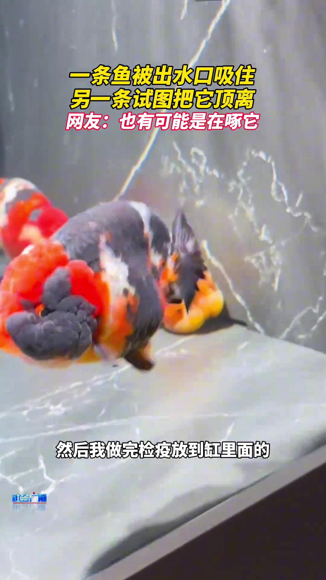 一条鱼被出水口吸住另一条试图把它顶离