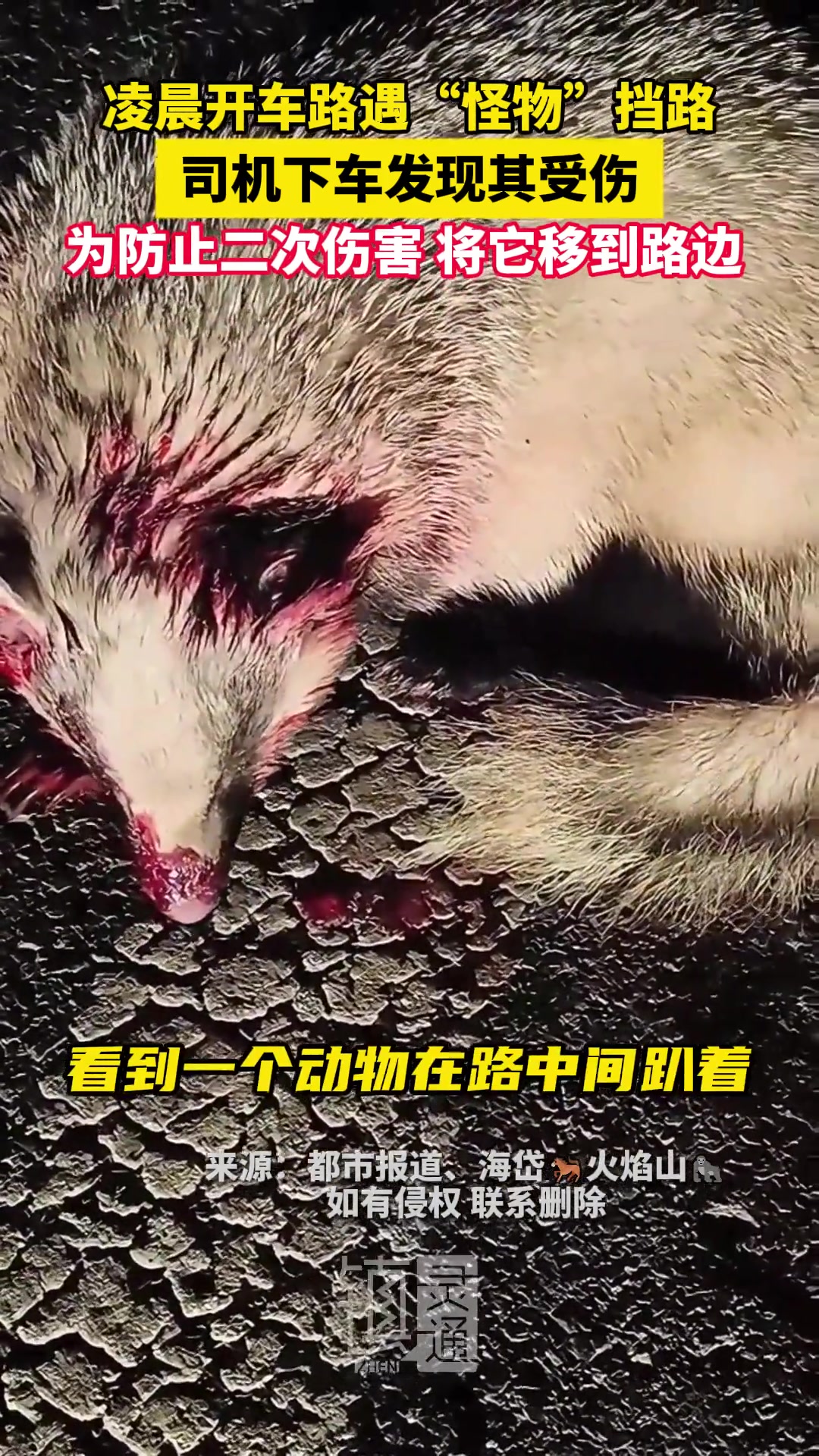 凌晨开车路遇“怪物”挡路，司机下车发现其受伤