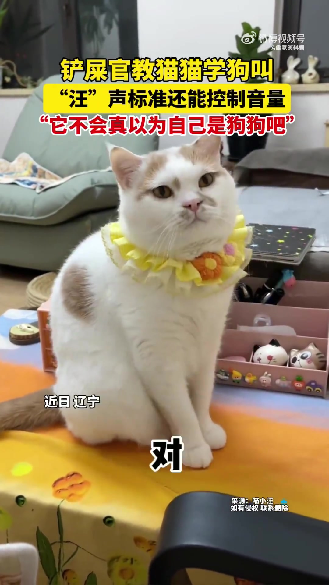 铲屎官教猫猫学狗叫，“汪”声标准还能控制音量