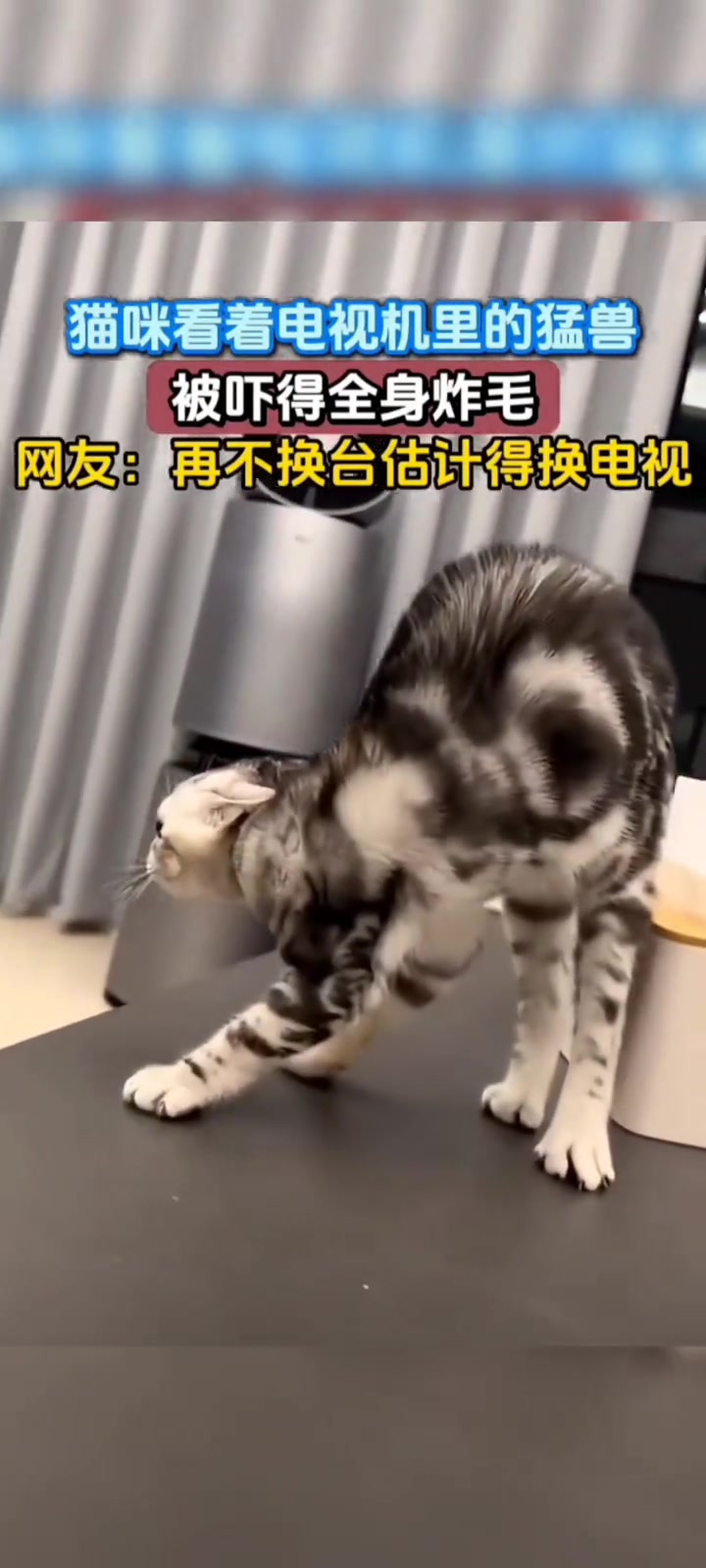 猫咪看着电视机里的猛兽被吓得全身炸毛