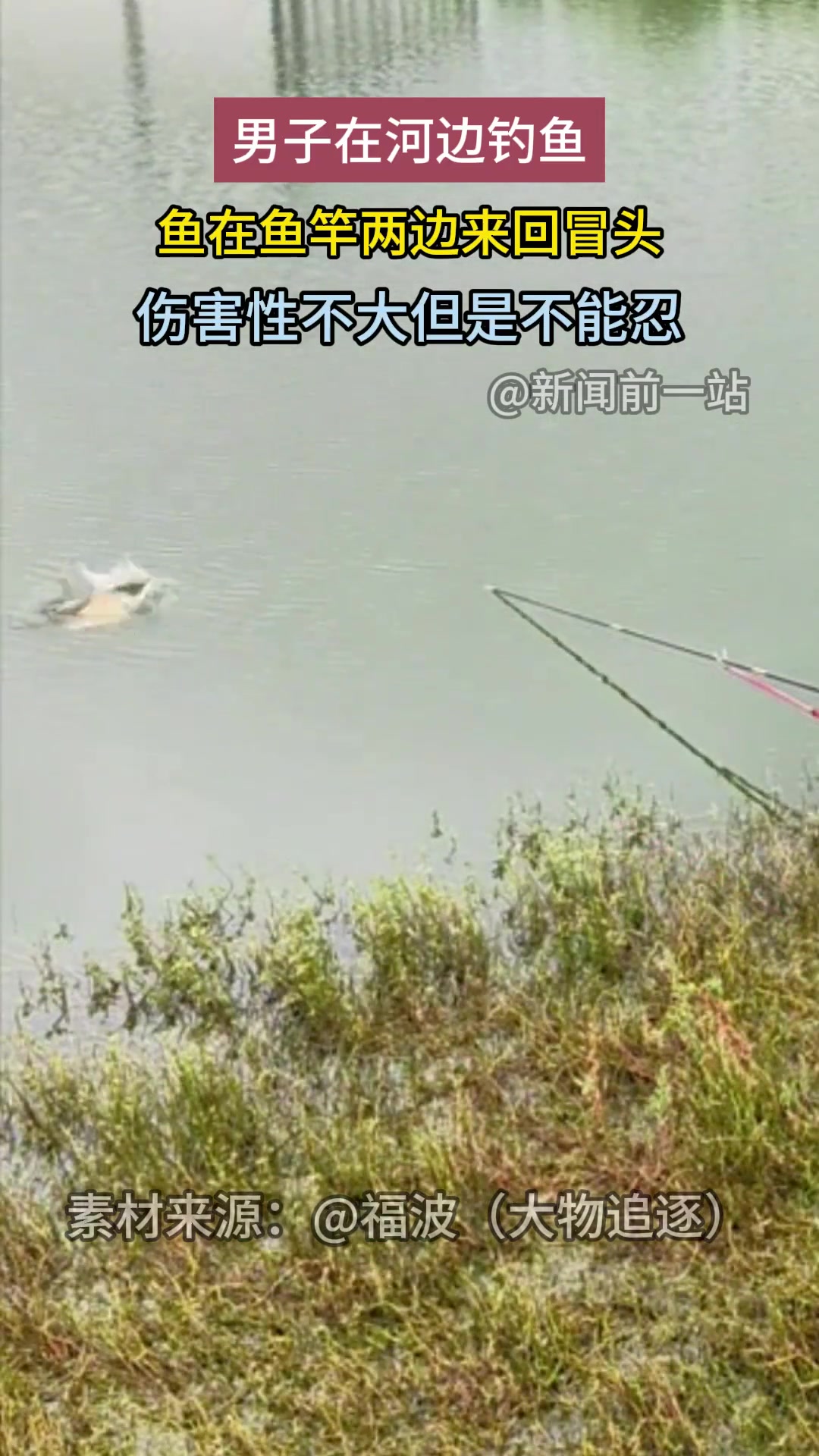 侮辱伤害性不大，侮辱性极强男子钓鱼，鱼频频露头