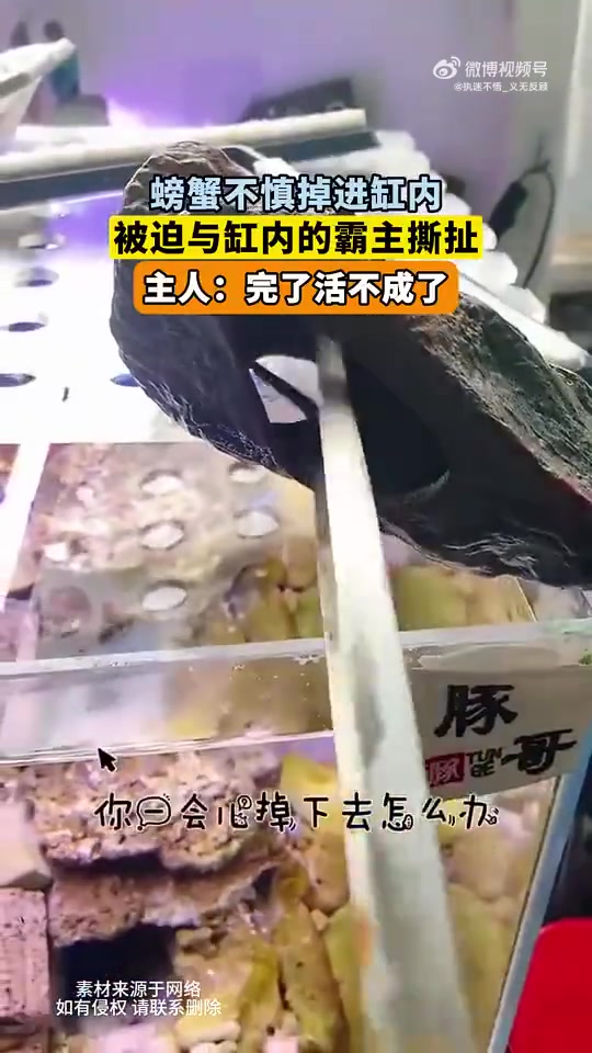 螃蟹掉进缸内与霸主撕扯，主人称其活不成了