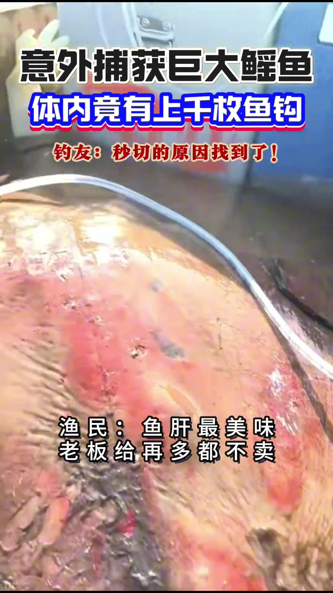 两百多斤的魔鬼鱼你见过吗