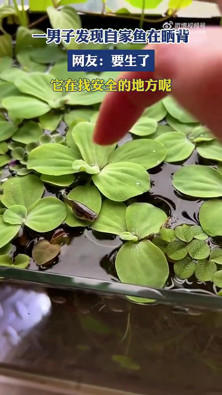 一男子见自家鱼晒背，网友称鱼要生了在找安全处