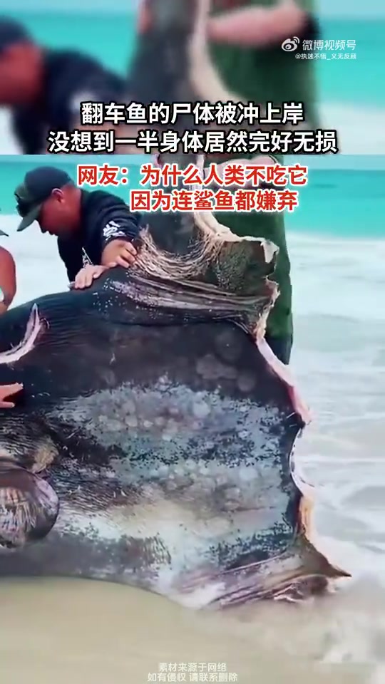 翻车鱼尸体冲上岸，一半身体竟完好无损