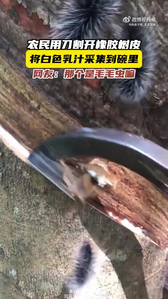 农户割开橡胶树皮采集白色乳汁到碗里