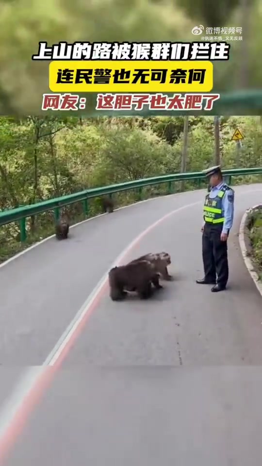 上山遇猴群拦路，民警无奈，网友称猴胆子太肥