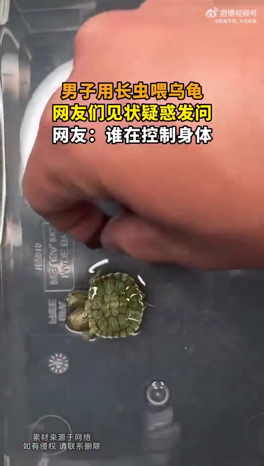 男子用长虫喂乌龟，网友疑惑发问：谁在控制身体