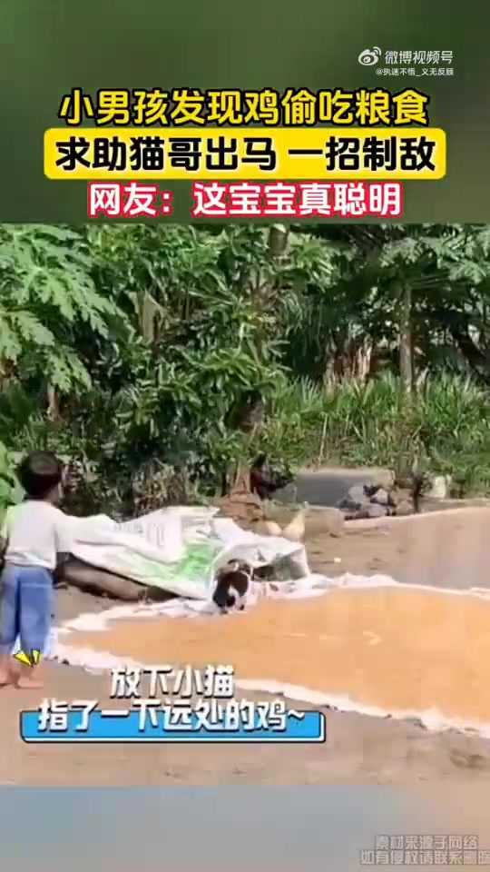 小男孩见鸡偷粮，求助猫哥，猫哥一招制敌