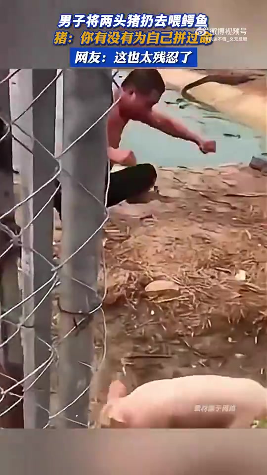 男子把两头猪扔给鳄鱼，猪：为自己拼过命吗