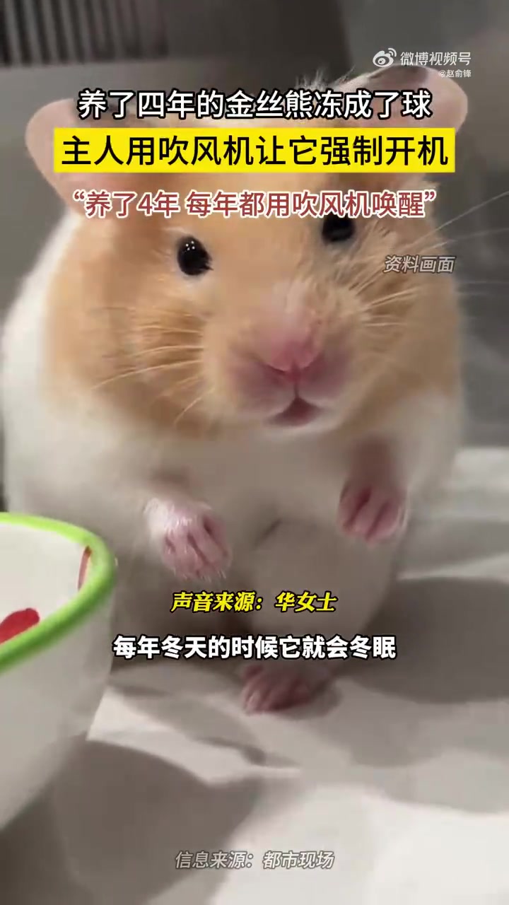 死了吗金丝熊冻成了球，主人用吹风机让它强制开机