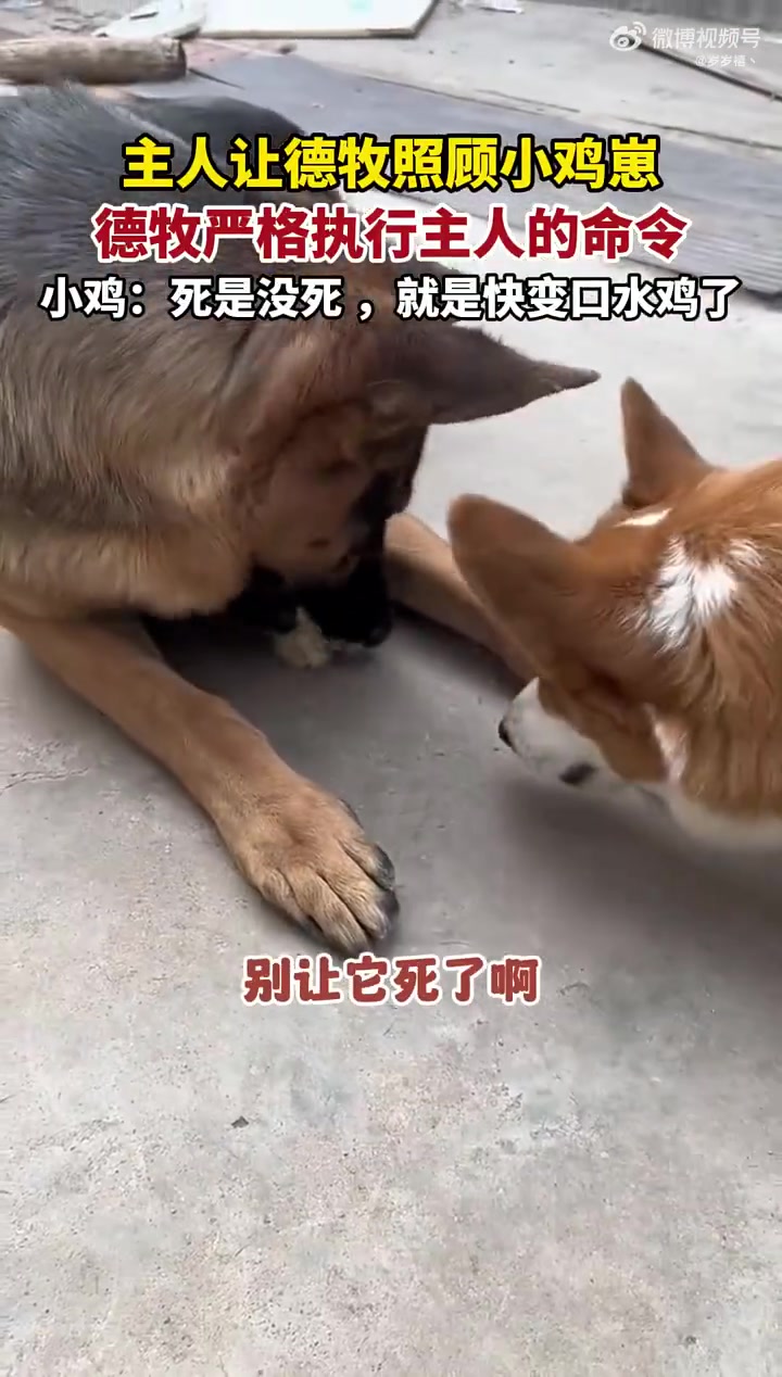 德牧尽职尽责照顾小鸡崽，小鸡：死是没死，就是快变口水鸡了
