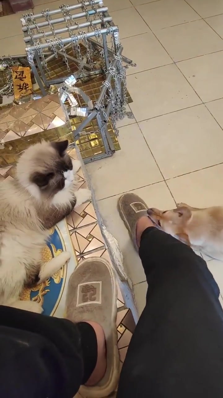 其实它也可以选择去咬猫