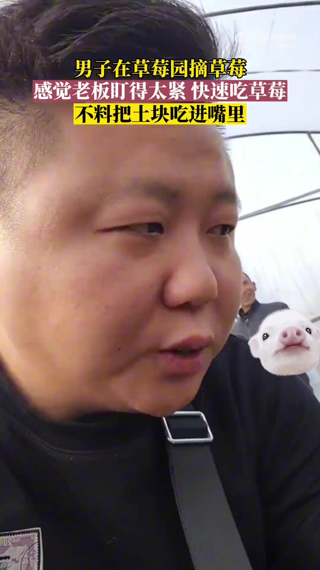 男子在草莓园摘草莓，感觉老板盯得太紧，快速的吃草莓
