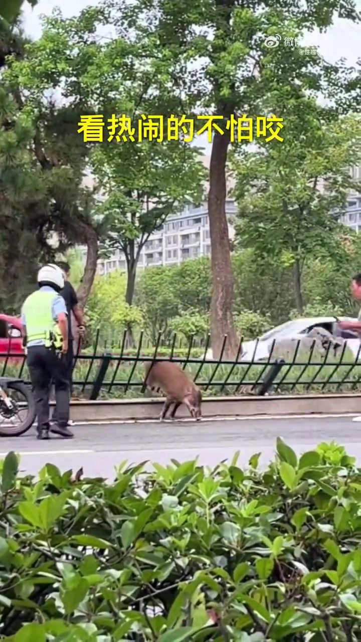 看热闹的不怕咬！
