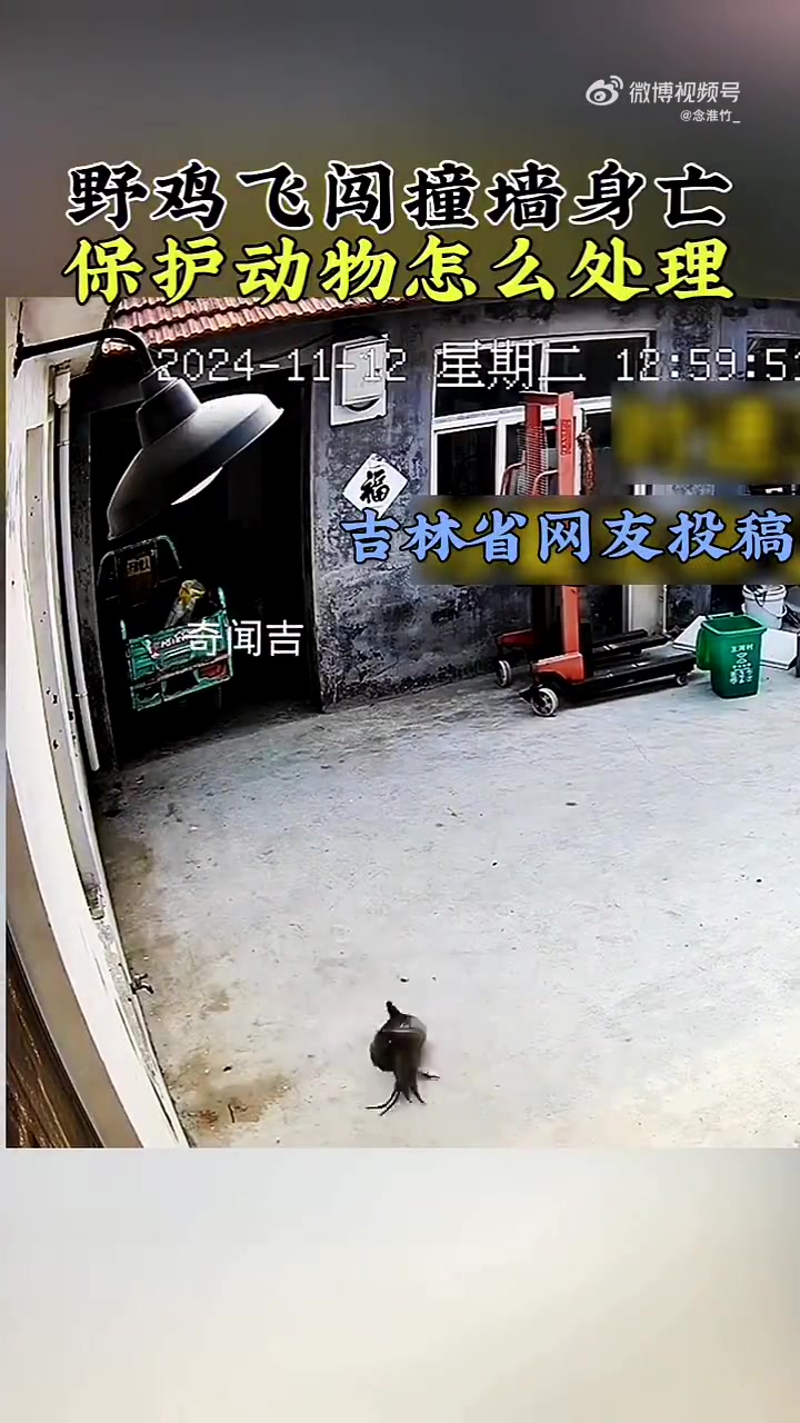 野鸡飞入居民院内撞墙身亡