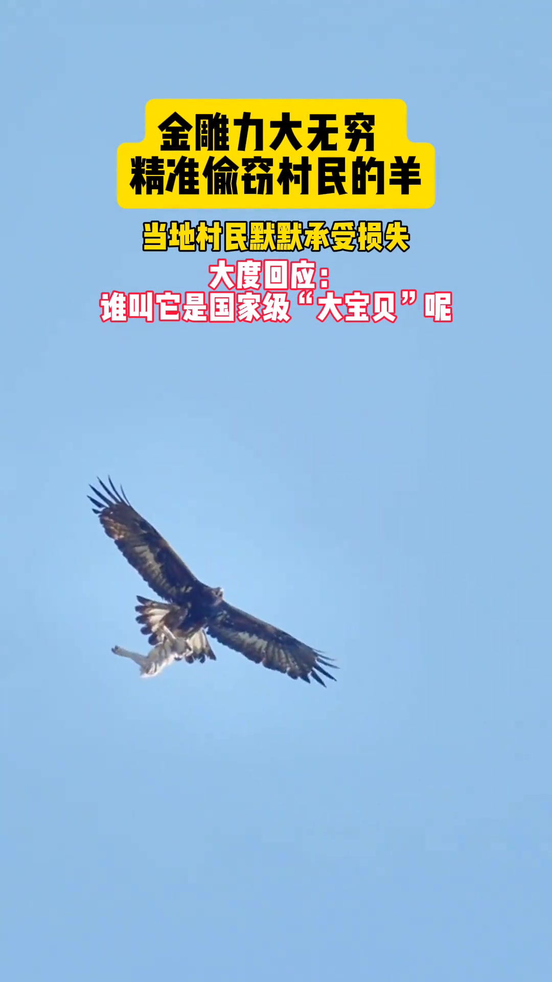 猛禽之王展翅抓羊场面超震撼！