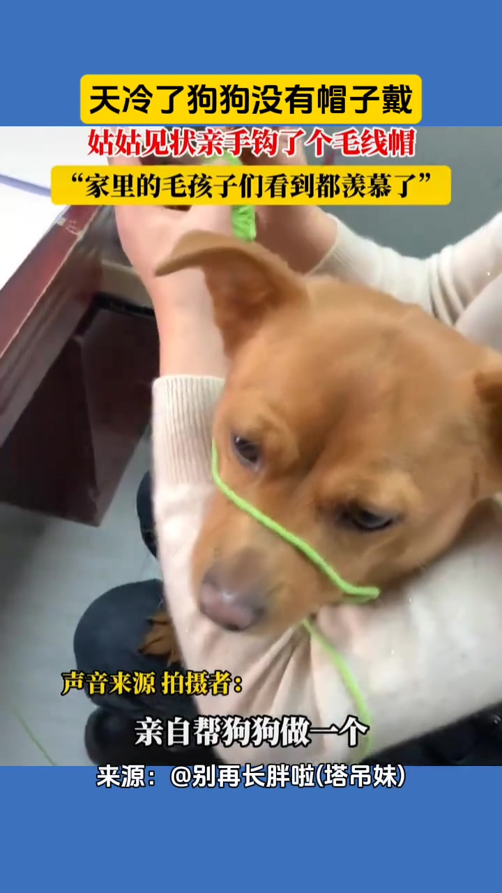 天冷了狗狗没有帽子戴姑姑亲手黑狗狗勾了个帽子