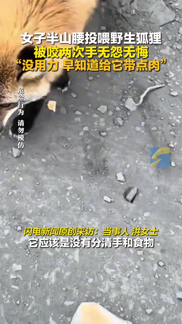 女子半山腰投喂野生狐狸，被咬两次手无怨无悔！