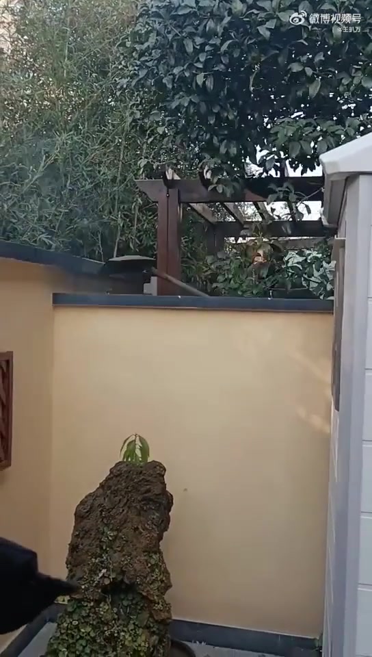 网友吐槽在院里安装了个储存房，邻居就这样开始了