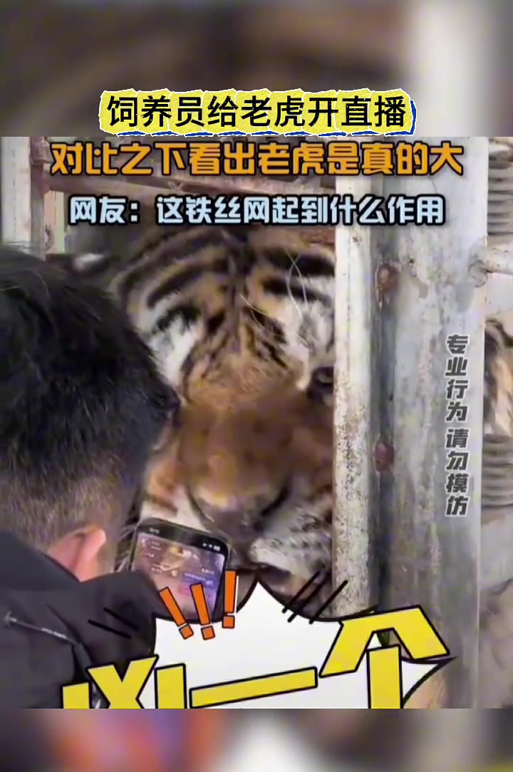 饲养员给老虎开直播，对比之下看得出老虎是真的大！