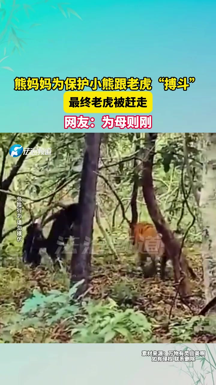 熊妈妈为保护小熊跟老虎“搏斗“最终老虎被赶走！