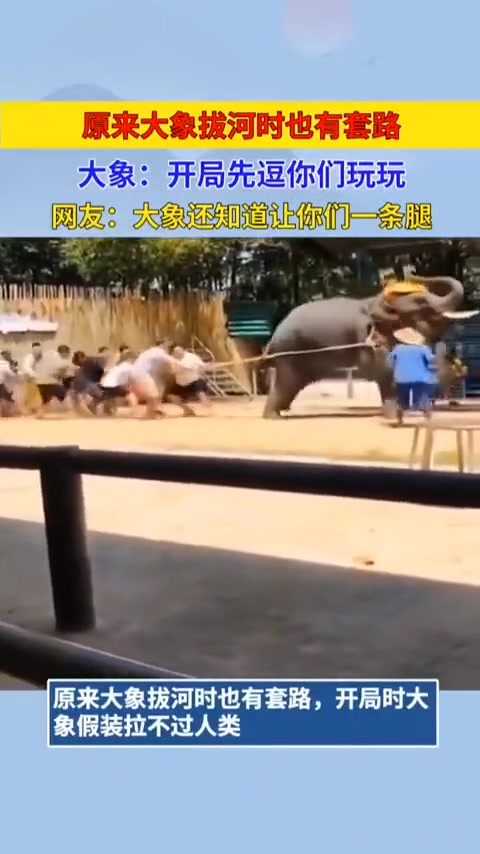 原来大象拔河时也有套路！网友：大象还知道让你们一条腿！
