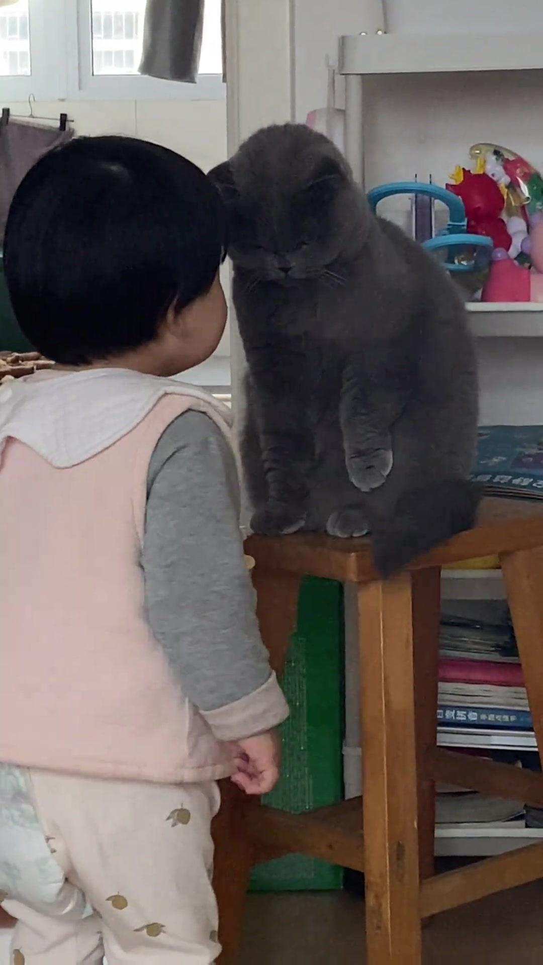 看得出猫猫已经快崩溃了