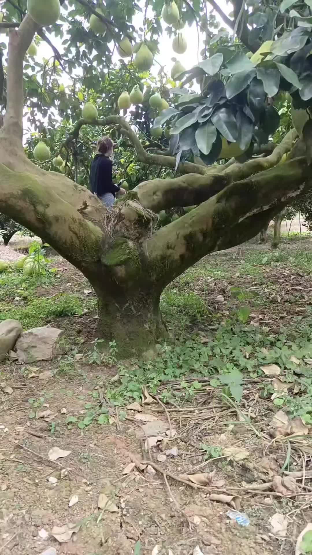 毫不夸张的说，一颗树上的柚子，够一个村的人吃了！