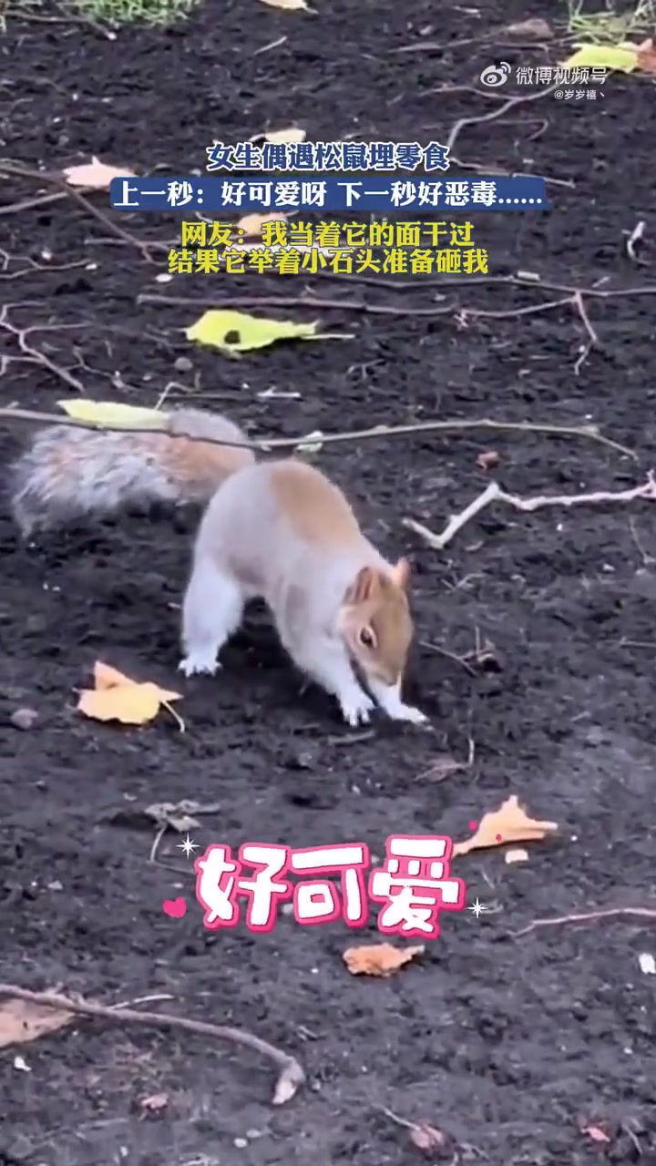 女生偶遇松鼠埋零食，前秒可爱后秒恶毒
