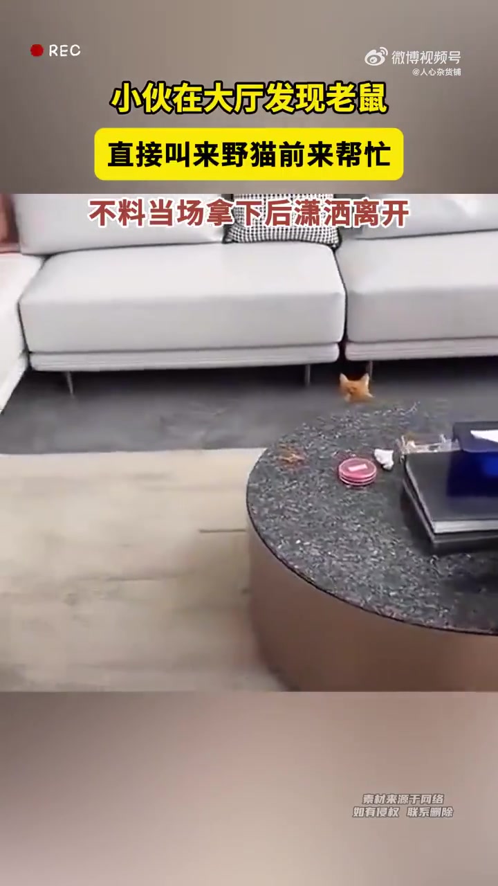 猫咪：你提着我后脖颈请我干活，礼貌吗