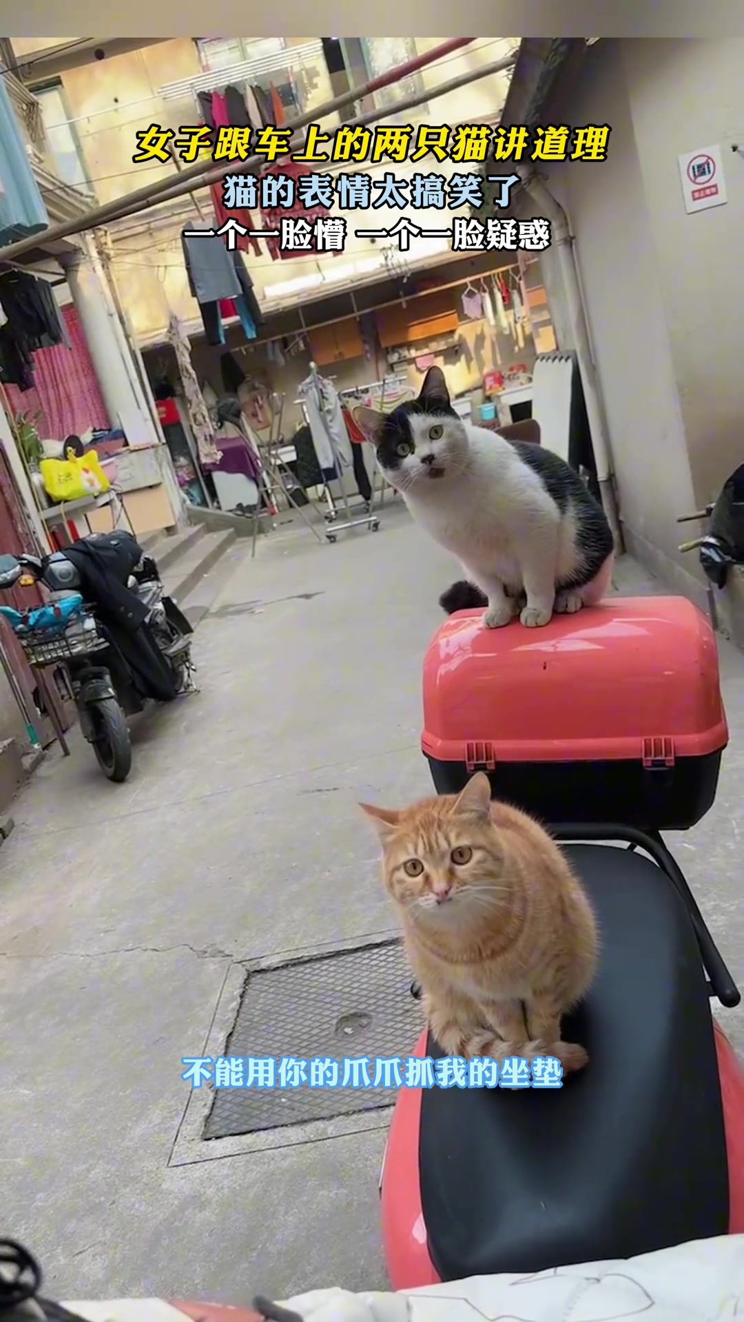 女子跟车上的两只猫讲道理，猫的表情太搞笑了！