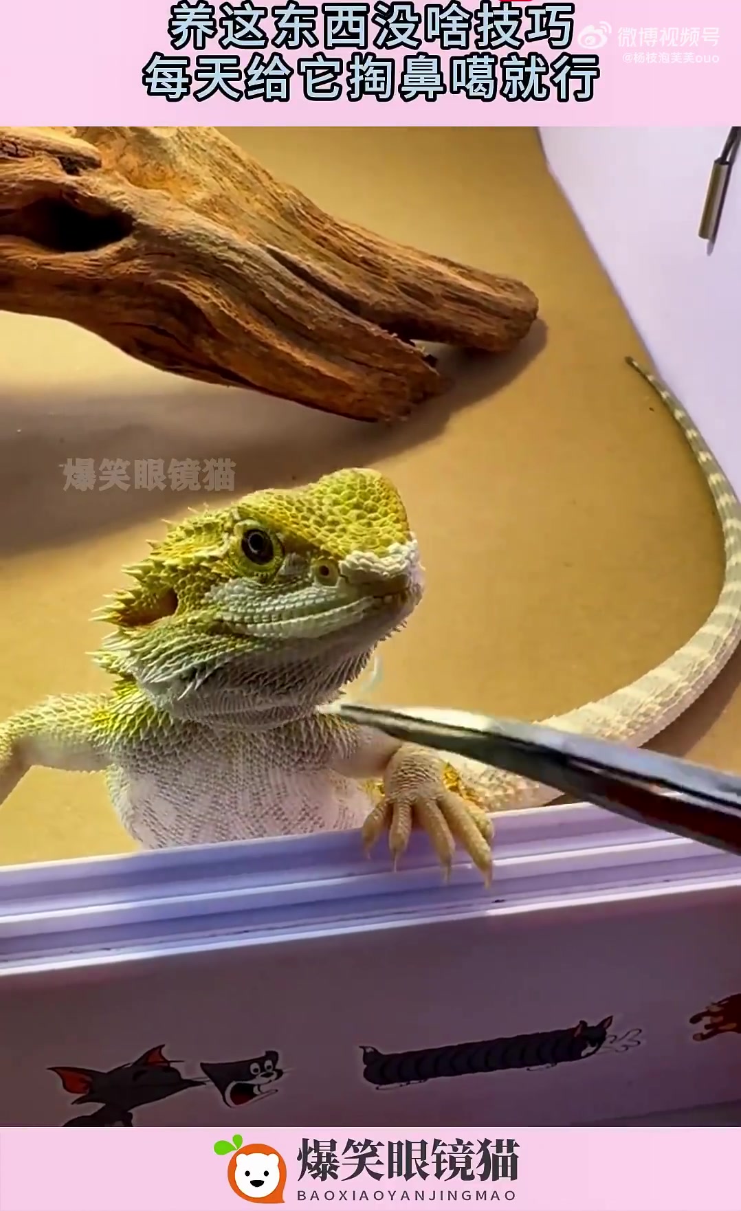 小伙养鬃狮蜥，称没啥技巧，每天给它掏鼻噶就行
