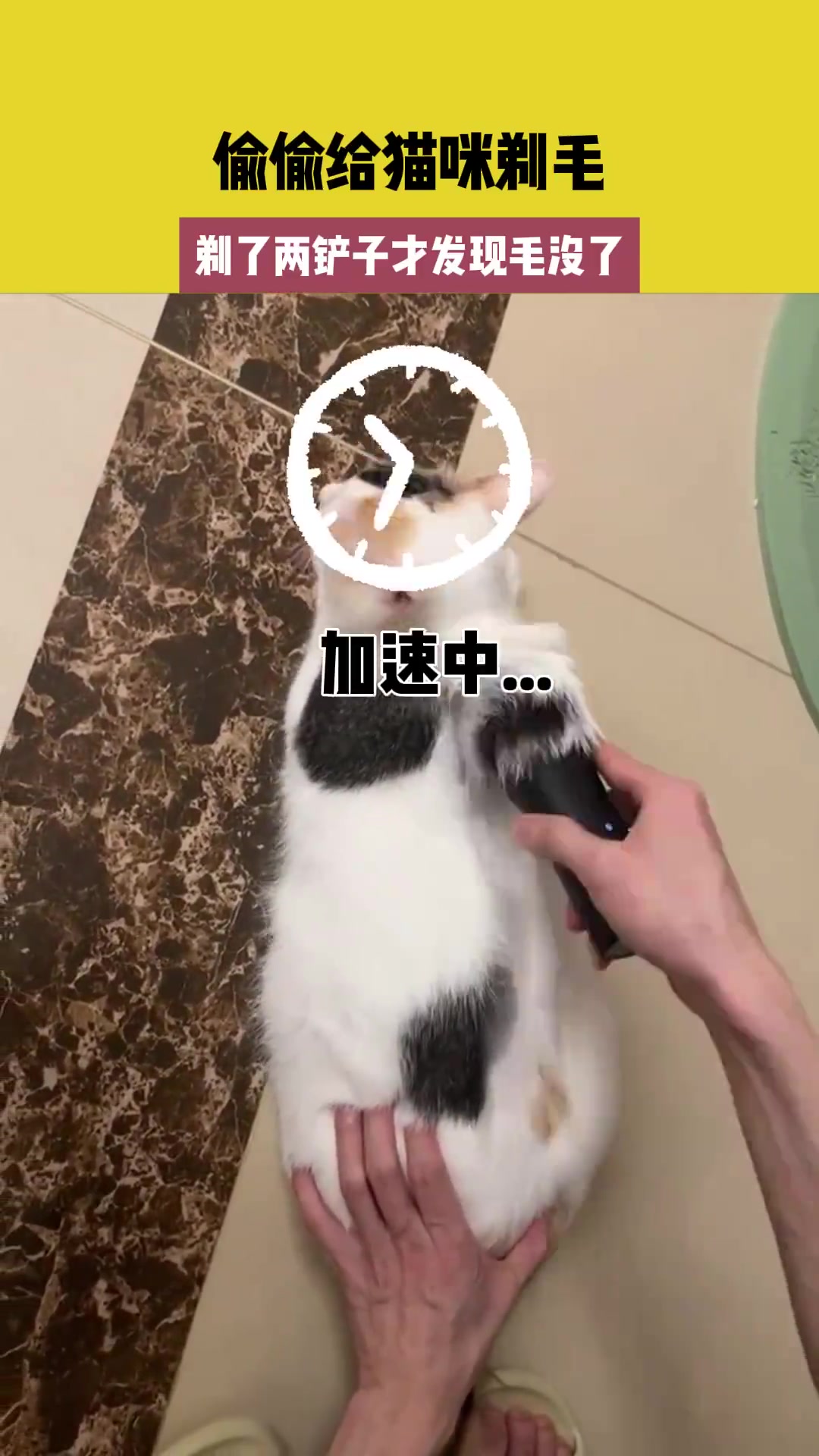 偷偷给猫剃毛，剃两下才发觉毛没了