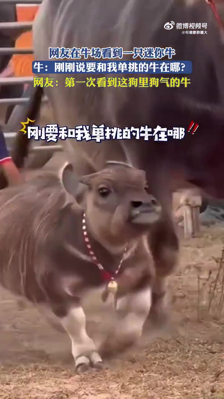这牛虎头虎脑的