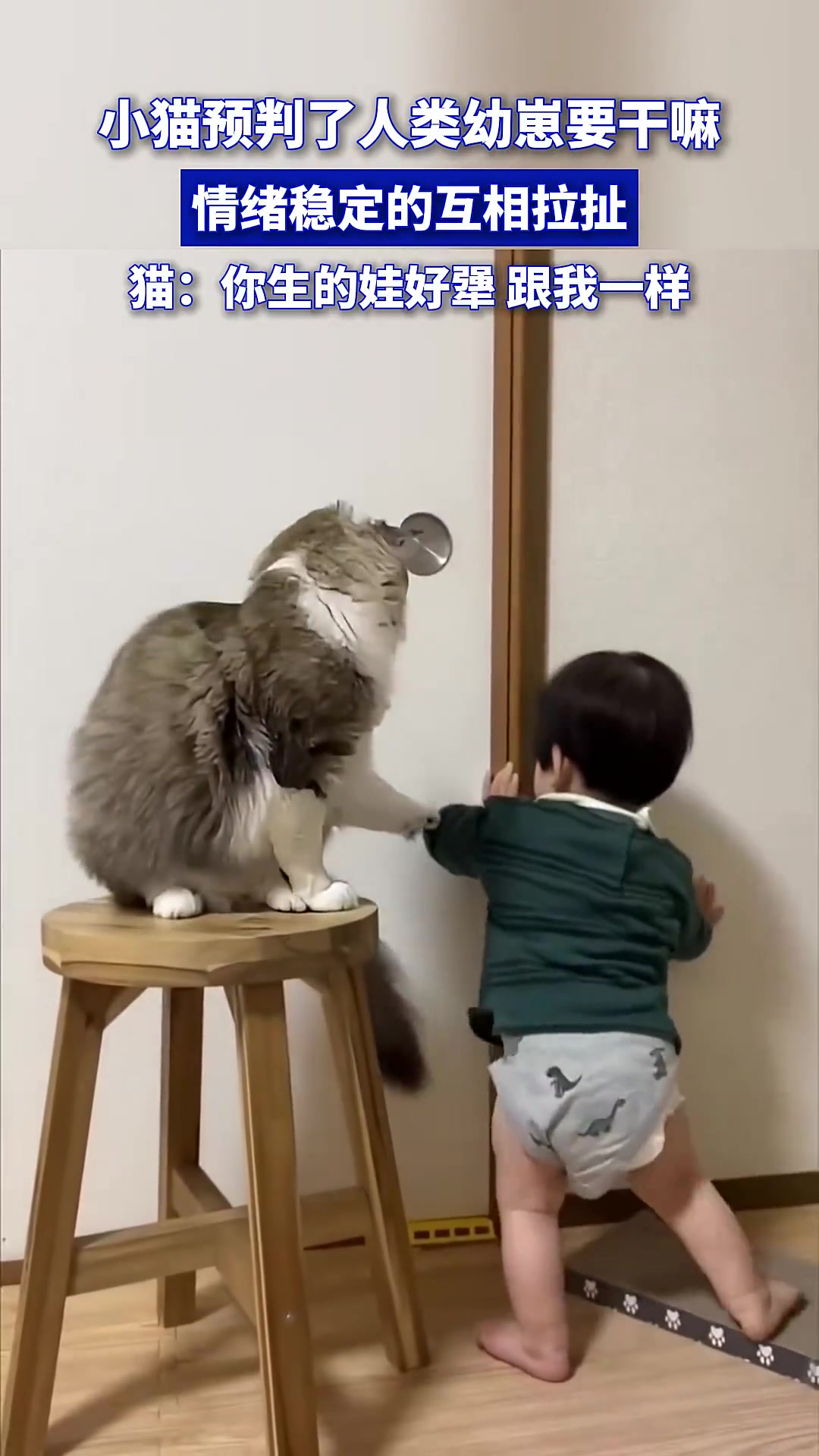小猫预判了人类幼崽要干嘛，情绪稳定的互相拉扯