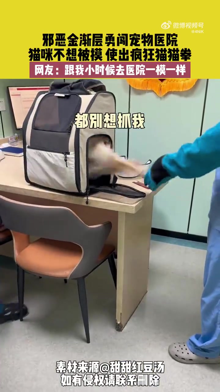 邪恶金渐层勇闯宠物医院，猫咪不想被摸使出疯狂猫猫拳