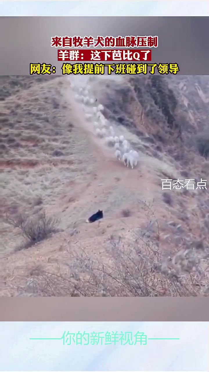 来自牧羊犬的血脉压制，羊群：这下芭比Q了