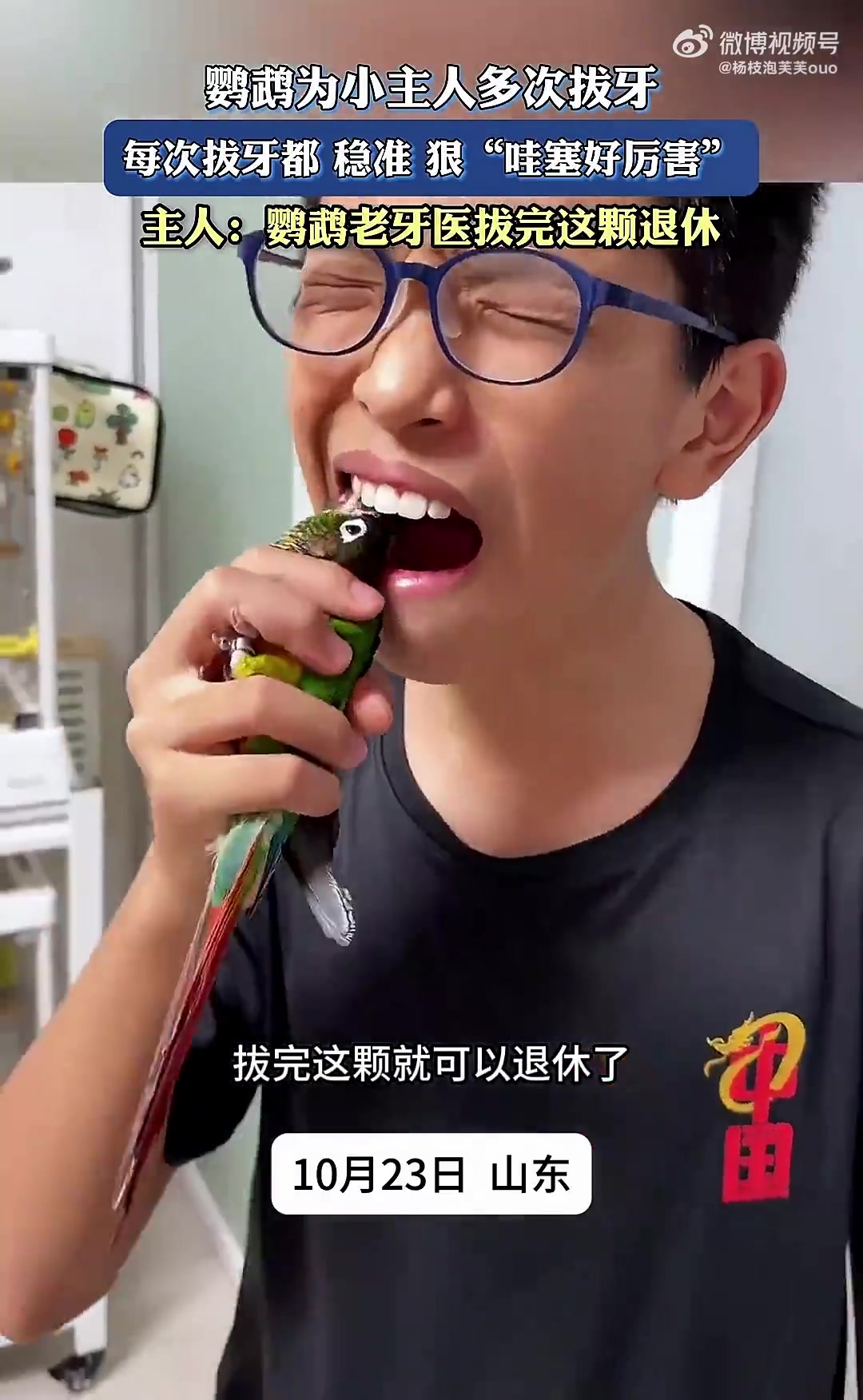 鹦鹉为小主人多次拔牙，每次拔牙都稳准狠