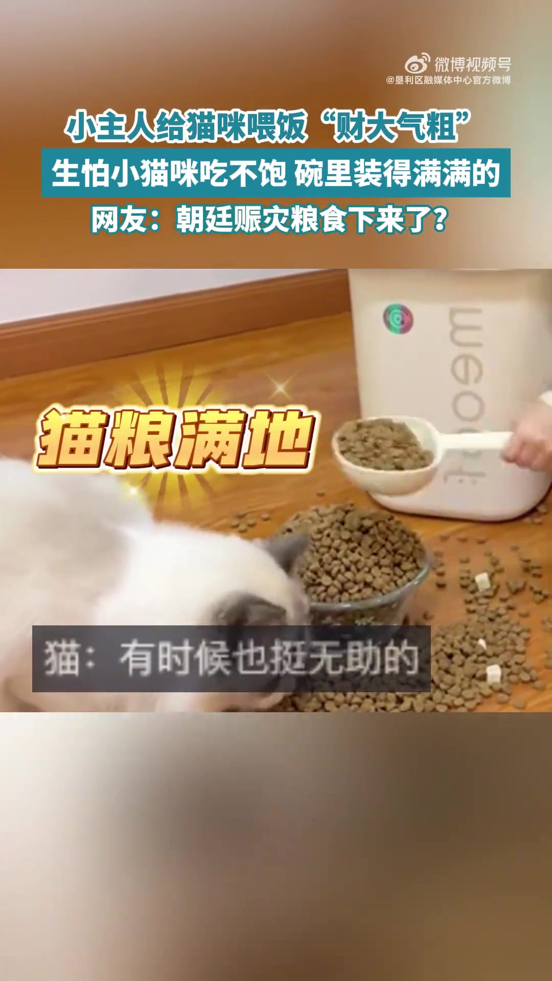 生怕小猫咪吃不饱碗里装得满满的
