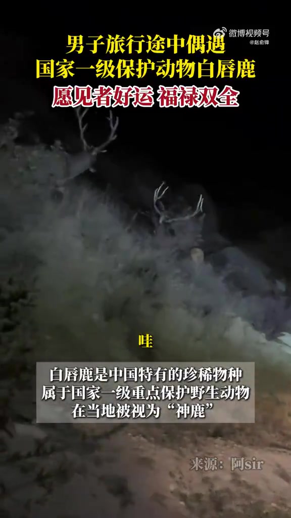 男子旅行途中偶遇国家一级保护动物白唇鹿