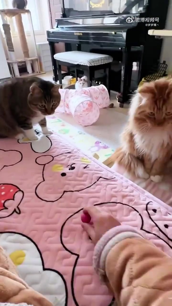 小猫是天生打球圣体，快送去学打乒乓球吧！