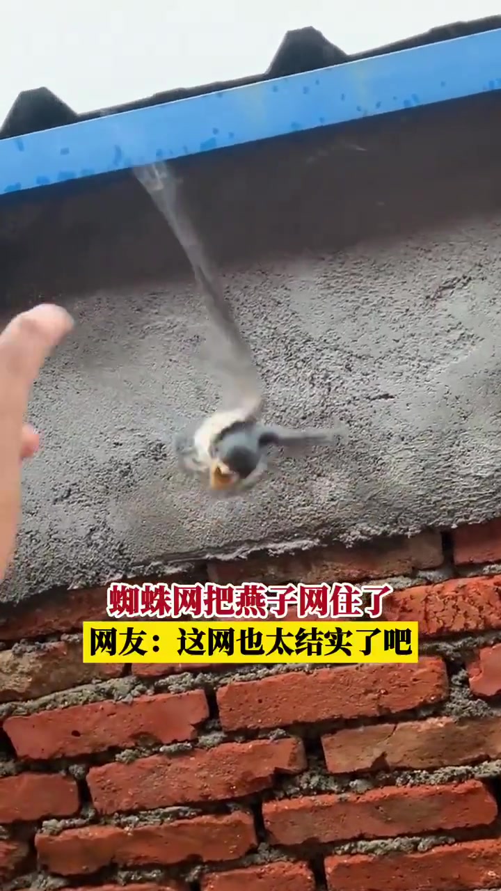 蜘蛛网质量太牛了