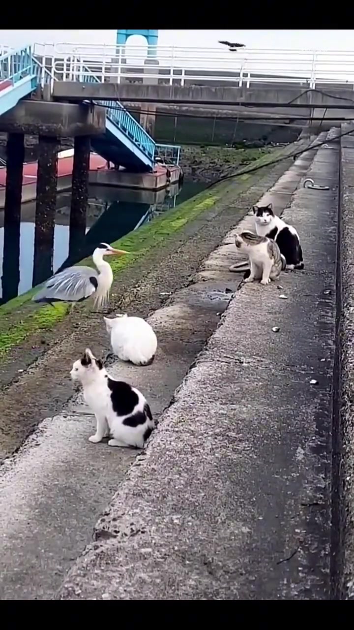 猫：什么玩楞