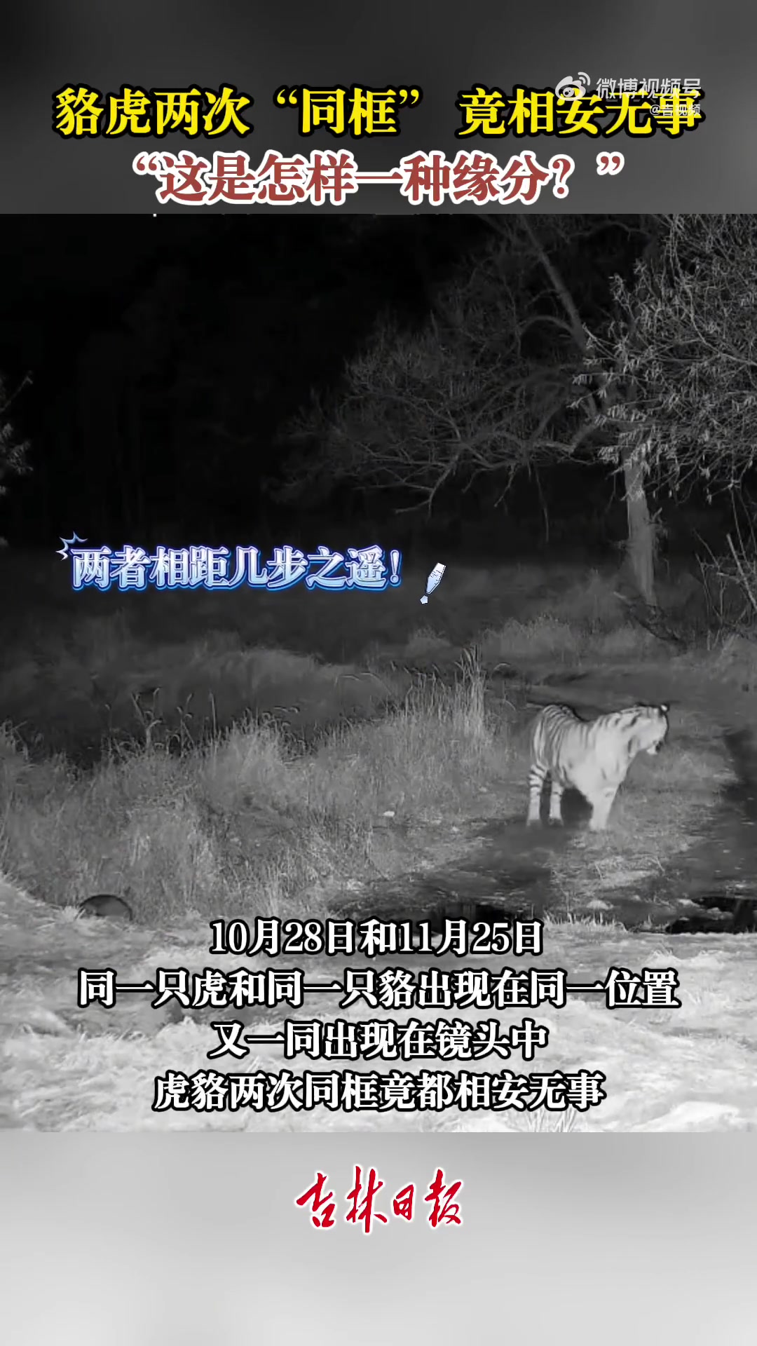 貉虎两次“同框”，竟相安无事！这是怎样一种缘分