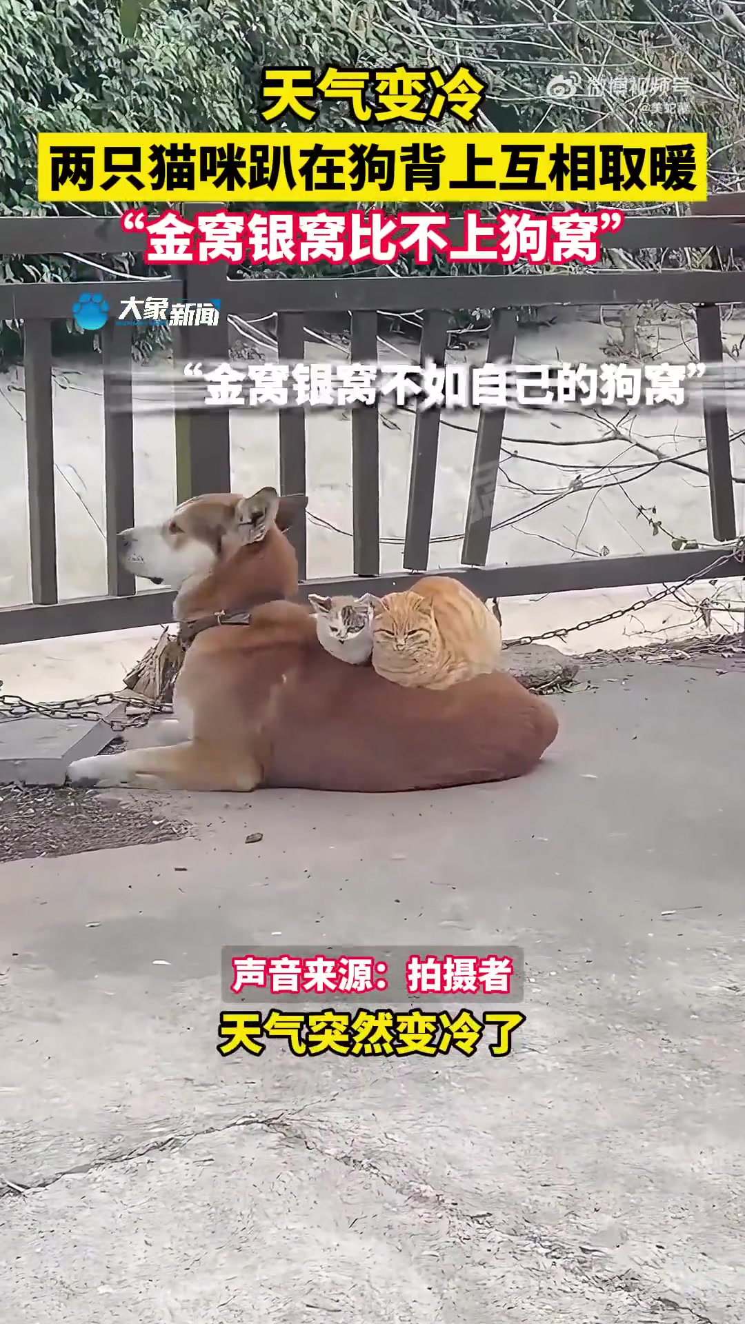 天冷了，两只猫蜷缩在狗背上取暖