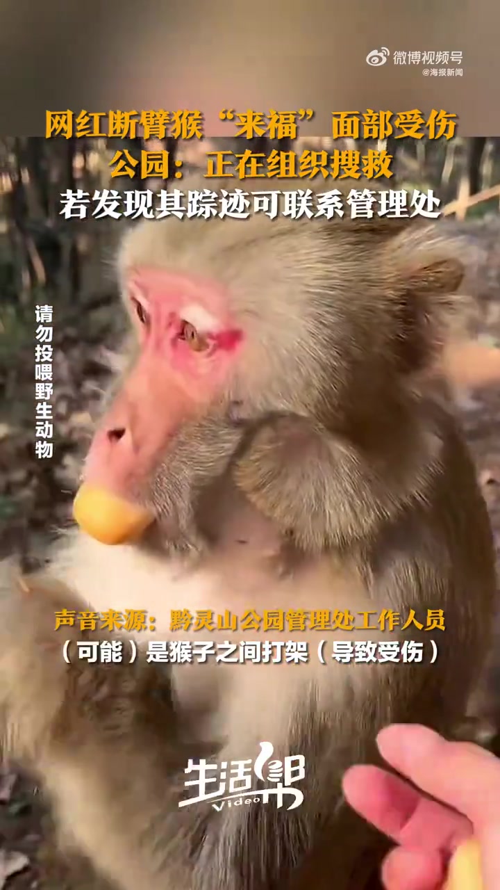 网红断臂猴子来福面部受伤